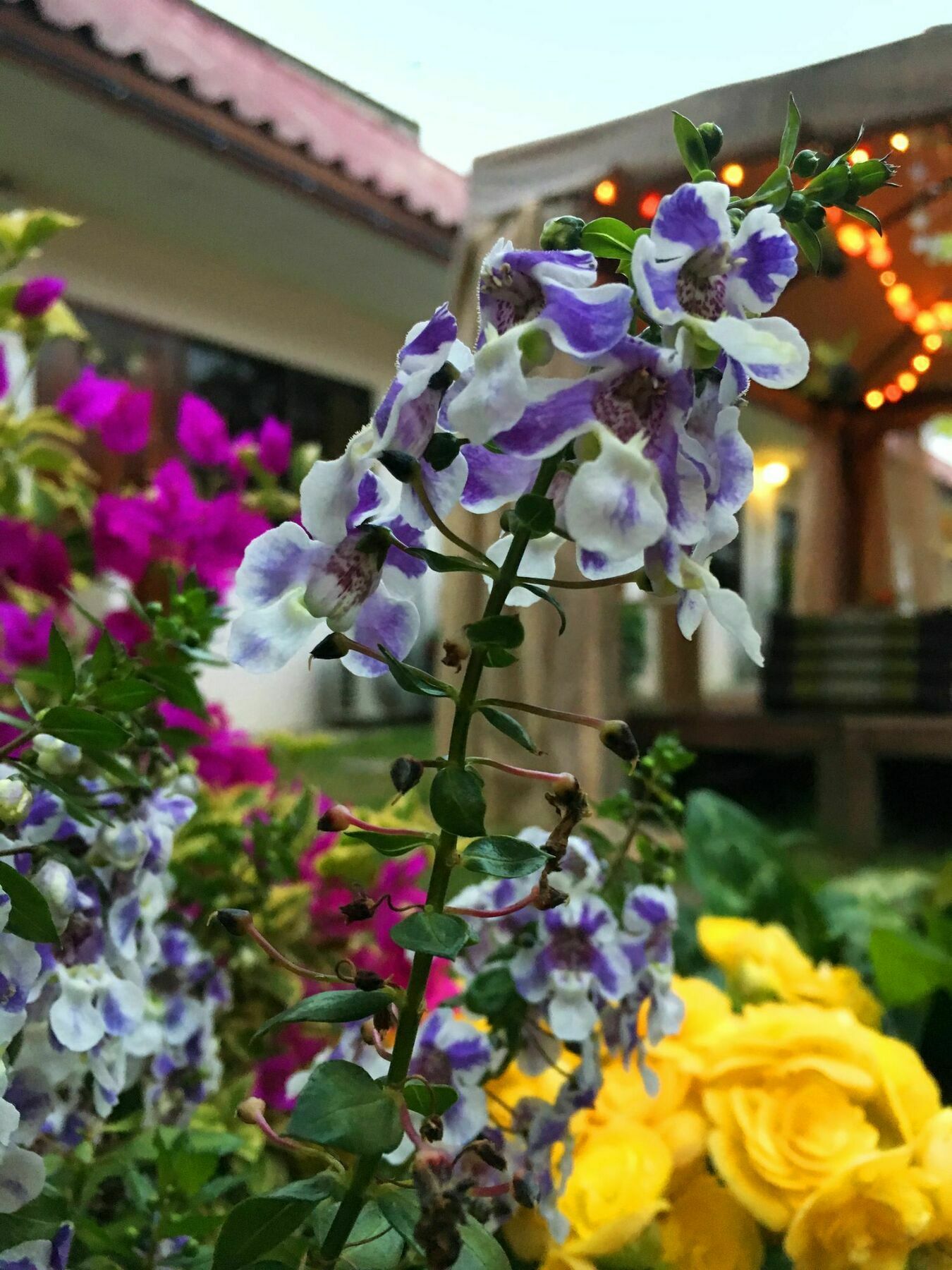Cshouse Hotel Chiang Mai Ngoại thất bức ảnh